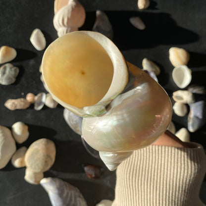 Ariel Champagne Glass